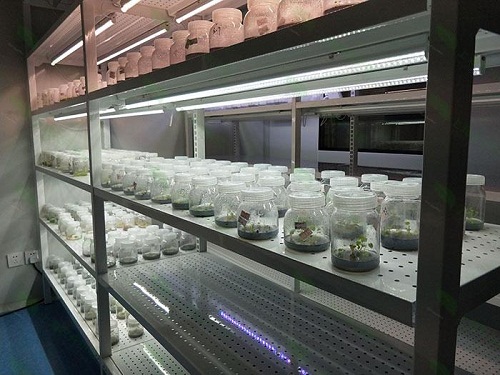 江永植物组织培养实验室设计建设方案